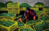 رشد 40درصدی تسهیلات مشاغل خانگی در سال1404