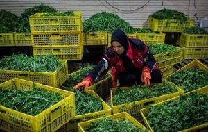 رشد 40درصدی تسهیلات مشاغل خانگی در سال1404 رشد 40درصدی تسهیلات مشاغل خانگی در سال1404